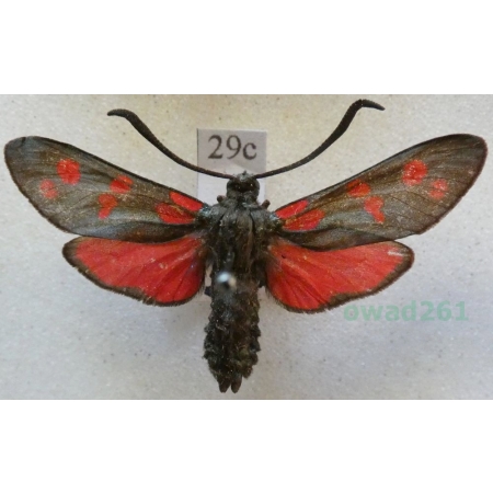Zygaena filipendulae (Linnaeus, 1758) Kraśnik sześcioplamek Deutschland29c